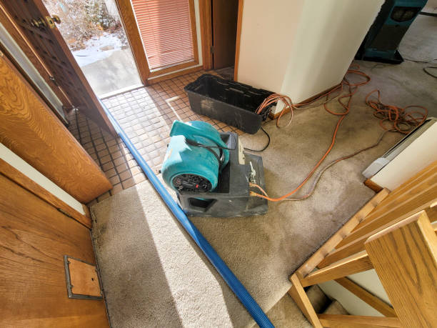 Best Mold removal after water damage  in Camano, WA